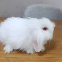 خرگوش لوپ اصیل اوکراینی|موش و خرگوش|بندرعباس, |دیوار