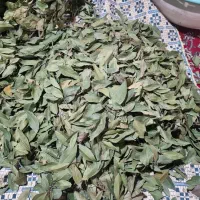 فروش برگ بو|خدمات باغبانی و درختکاری|چابکسر, |دیوار