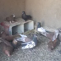 کبوتر نر سینه ای|پرنده|خمینی‌شهر, |دیوار