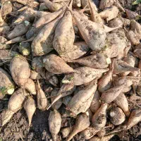 چغندرقند شیرین|خوردنی و آشامیدنی|ایواوغلی, |دیوار