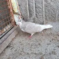 شیرازی توسی ماده