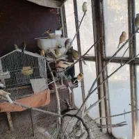 تعدادی قناری|پرنده|محمدشهر, همایون ویلا|دیوار