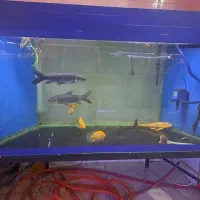 اکواریوم بزرگ و مانستر AQUA SEYF|ماهی|زنجان, |دیوار