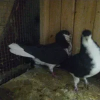 کفتر  شاپرک|پرنده|بهمن صغاد, |دیوار