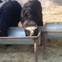 بره|حیوانات مزرعه|مسجد سلیمان, |دیوار