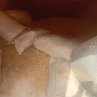 فروش ۴تن کاه سفید