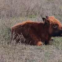 گاو|حیوانات مزرعه|بندر انزلی, بشمن|دیوار