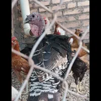 بوقلمون گتوند|حیوانات مزرعه|شوشتر, |دیوار