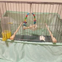 قفس پرنده|لوازم جانبی حیوانات|اسلامشهر, زرافشان|دیوار