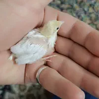 بلدرچین مینیاتوری سفیدپاک