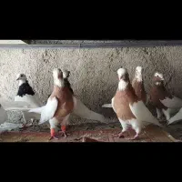 کبوتر طوقی