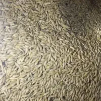 جودو پر درجه ۱محلی