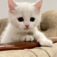 واگذاری گربه بریتیش|گربه|پاکدشت, پاکدشت (مامازند)|دیوار