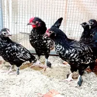 مرغ و خروس های۴.۵ ماهه زینتی پاپر