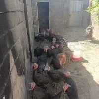 تخم بوقلمو|حیوانات مزرعه|پاکدشت, پاکدشت (مامازند)|دیوار