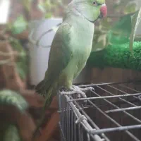 طوطی گمشده|حیوانات|بندر امام خمینی, |دیوار