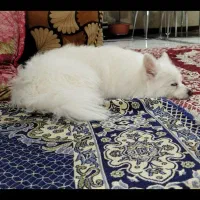 سگ پامر|سگ|خرمآباد, |دیوار