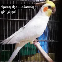 پرنده دوستان