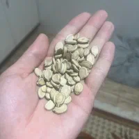 تخمه هندوانه