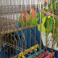 دو عدد طوطی برزیلی