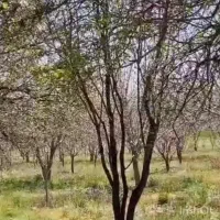 باغشهری ۱۰۰۰متری ،سیخ دارنگون مجموعه شخصی|فروش زمین و ملک کلنگی|شیراز, جانبازان|دیوار