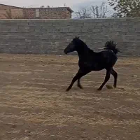 کره مادیان مشکی پرخون