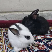 خرگوش خونگی