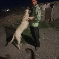 فروش توله سرابی ۸ ماهه