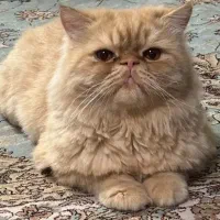 گربه پرشین یک ساله وجنسیت نر|گربه|بجنورد, |دیوار