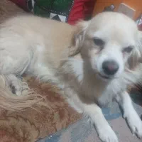 سگ آپارتمانی بسیار ناز|سگ|پاکدشت, پارچین|دیوار