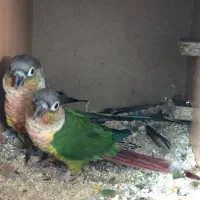 طوطی گرینچیک اناناسی|پرنده|تربتحیدریه, قائم|دیوار