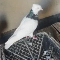 طوقی نر|پرنده|شادگان, |دیوار