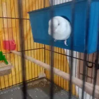 مرغ عشق ماده