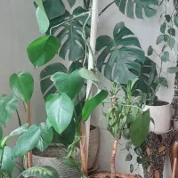 گل آپارتمانی