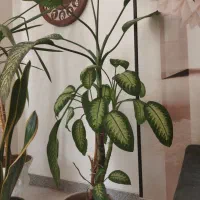 دیفن باخیا