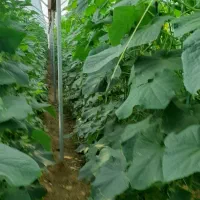 کارگر ماهیانه برای گلخانه خیار سبز