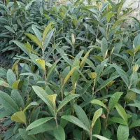 فروش درخت ازگیل سالم و با کیفیت|گل و گیاه طبیعی|کلاله, |دیوار