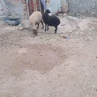 میش با بره بزرگ|حیوانات مزرعه|فرمهین, |دیوار