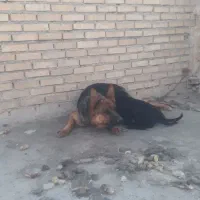 ژرمن ماده