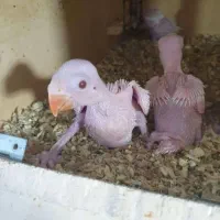 طوطی ملنگو البینو ،طوسی و سبز مولد|پرنده|شیراز, غدیر جنوبی|دیوار