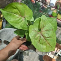 بابا آدم بلک