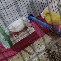 پرنده قناری|پرنده|حبیب آباد, |دیوار