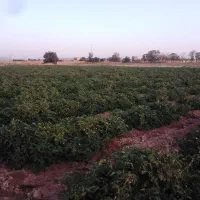 گندم پیشگام بذری