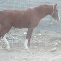 اسب ماده به فروش میرسد