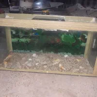 آکواریوم|ماهی|گنبد کاووس, |دیوار