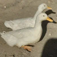 اردک نرو ماده