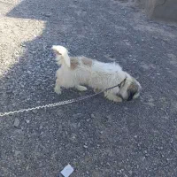 سگ پشمالو شیترز