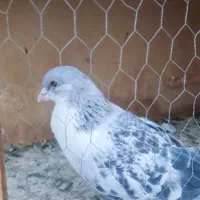 کبوتر شهرستانی  کهنه کفتر