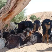 50تابزغاله ماده