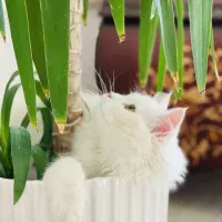 گربه پرشین ماده فروشی|گربه|ارومیه, |دیوار